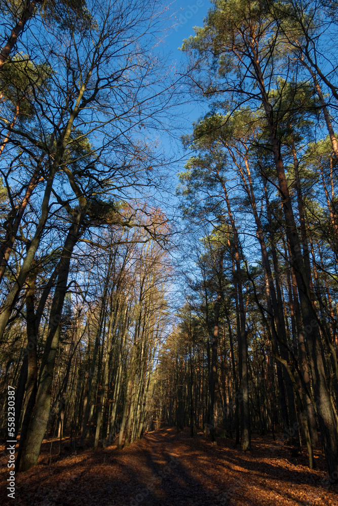 Fototapeta premium Green Pine and Leafless Winter Trees. View From Below in to the Leafless Tree Crowns. Winter Landscape Without People. Sunny Weather with Blue Sky. Trees From Worm's Eye View.