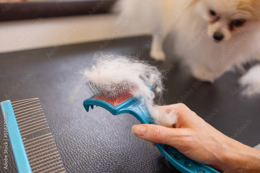 Female hand with furminator combing German spitz pomeranian dog fur,  closeup. A pile of wool, hair