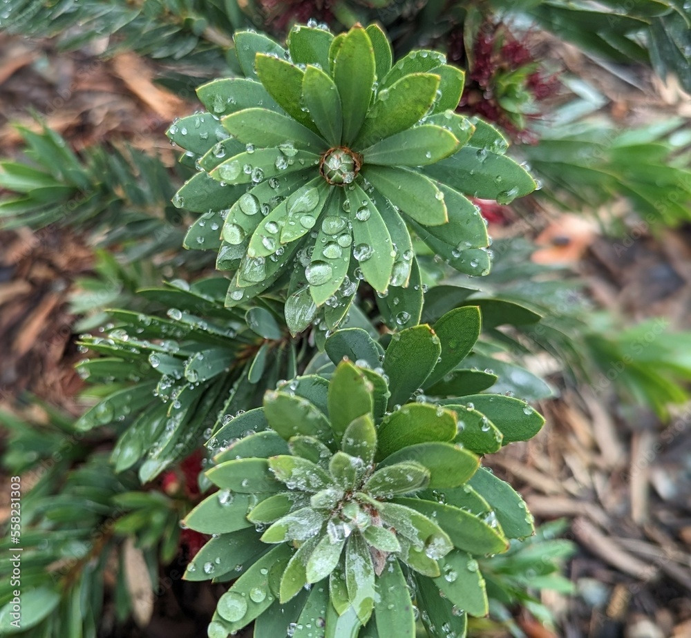 daphne gnidium, flaxleaved daphne, poisonous evergreen shrub with