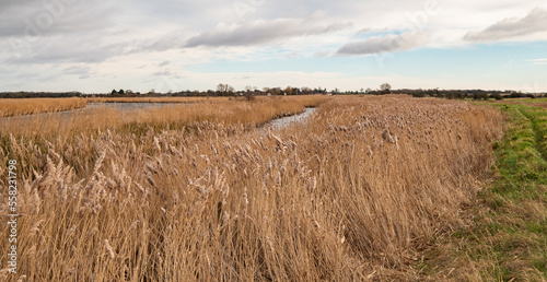 Golden reedbeds along the River Bure in marshland in Norfolk, UK photo
