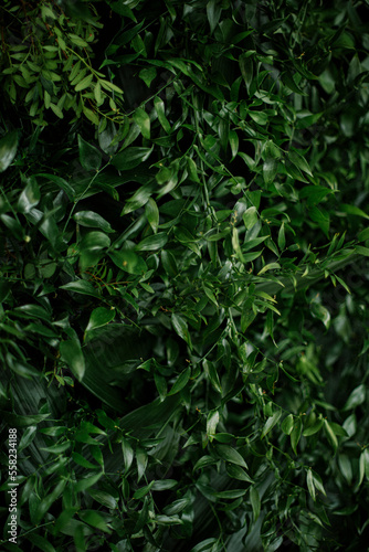 Detailed shot of a living green wall