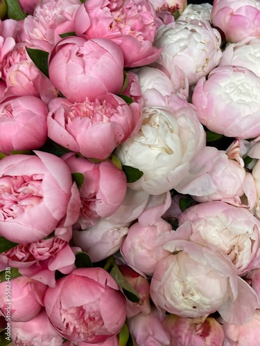 Lush peonies of different colors as a background image, focal shooting