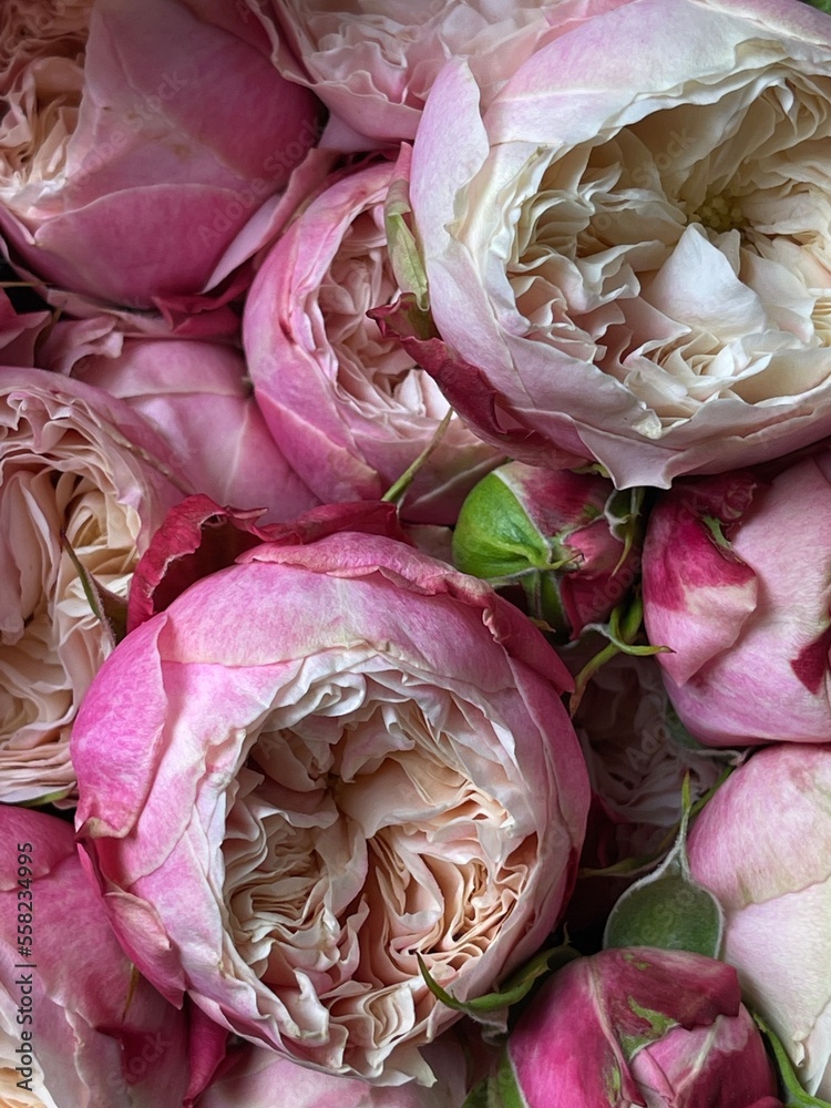 Obraz premium Background of pink and blooming peonies