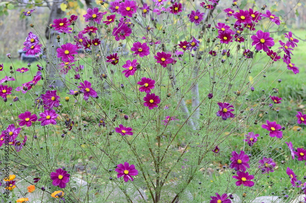Closeup Cosmos bipinnatus known as garden cosmos with blurred background in autumn garden
