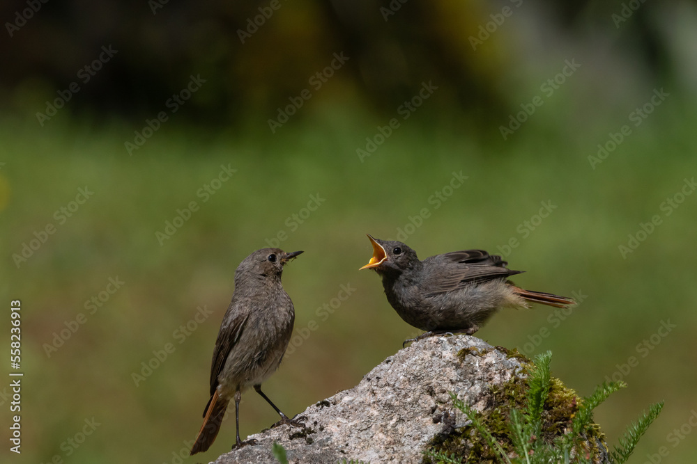 A female Black redstart with juvenile (Phoenicurus ochruros). A female Black redstart with juvenile (Phoenicurus ochruros).