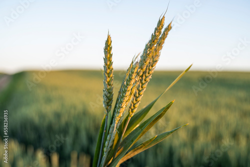 Obraz na płótnie Green wheat ears