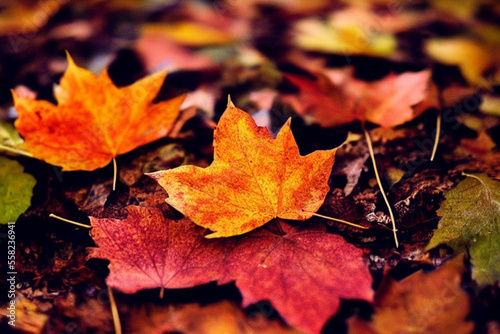 autumn leaves  Generative AI