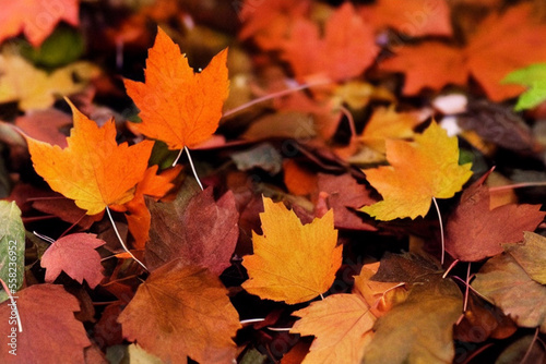 autumn leaves, Generative AI © Athanasia
