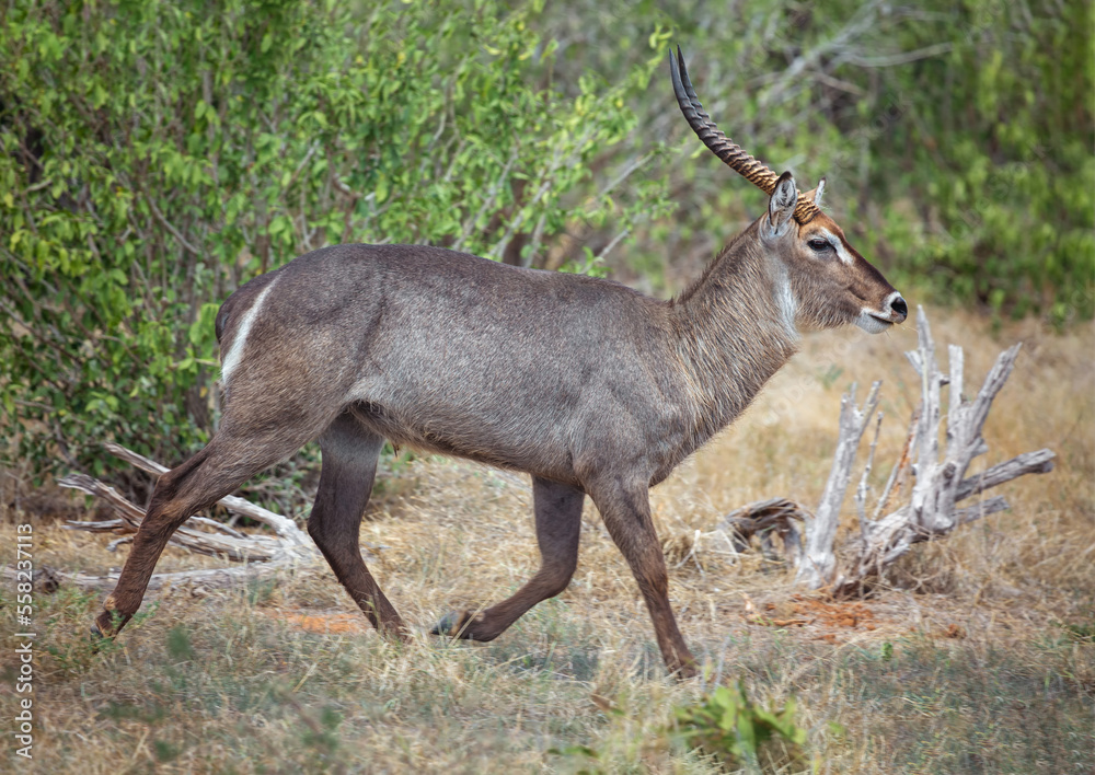 A buck goat (KOBUS ELLIPSIPRYMNUS) runs in the Tsavo National Park. Kenya. Africa A buck goat (KOBUS ELLIPSIPRYMNUS) runs in the Tsavo National Park. Kenya. Africa