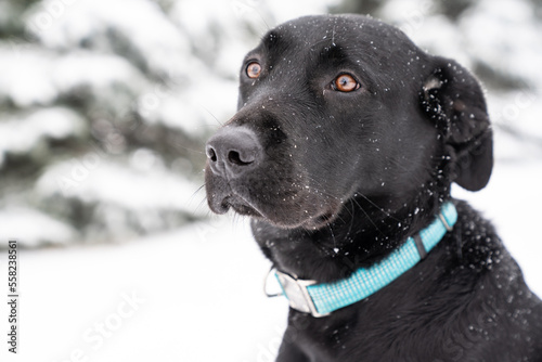 Black Lab in Snow 