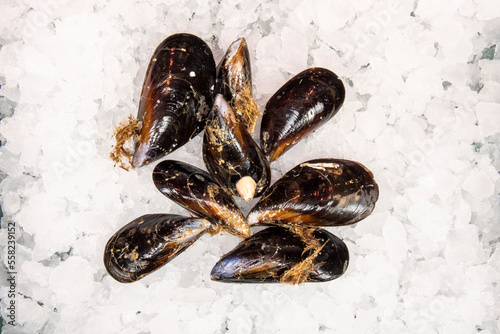 The Galician mussel originates from Galicia and is produced in rafts in a maritime area delimited by the Galician estuaries of Ares-Sada, Muros-Noia, Arosa, Pontevedra and the Ría de Vigo