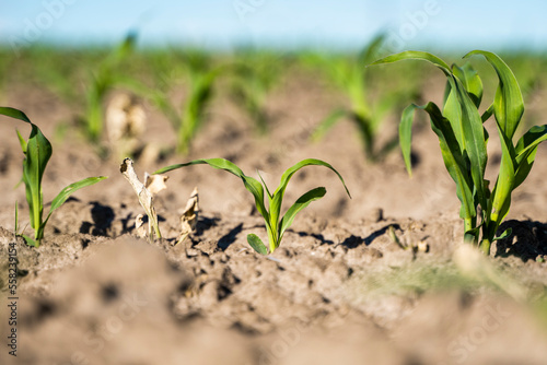 Young corn plants in fertile soil in daylight. Maize growing on agricultural field. The concept of agriculture, healthy eating, organic food.
