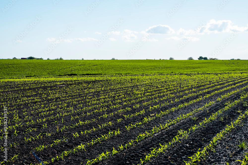 Maize growing on agricultural field. The concept of agriculture, healthy eating, organic food. Rows of young corn plants on fertile soil.