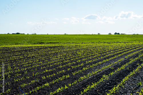 Maize growing on agricultural field. The concept of agriculture  healthy eating  organic food. Rows of young corn plants on fertile soil.