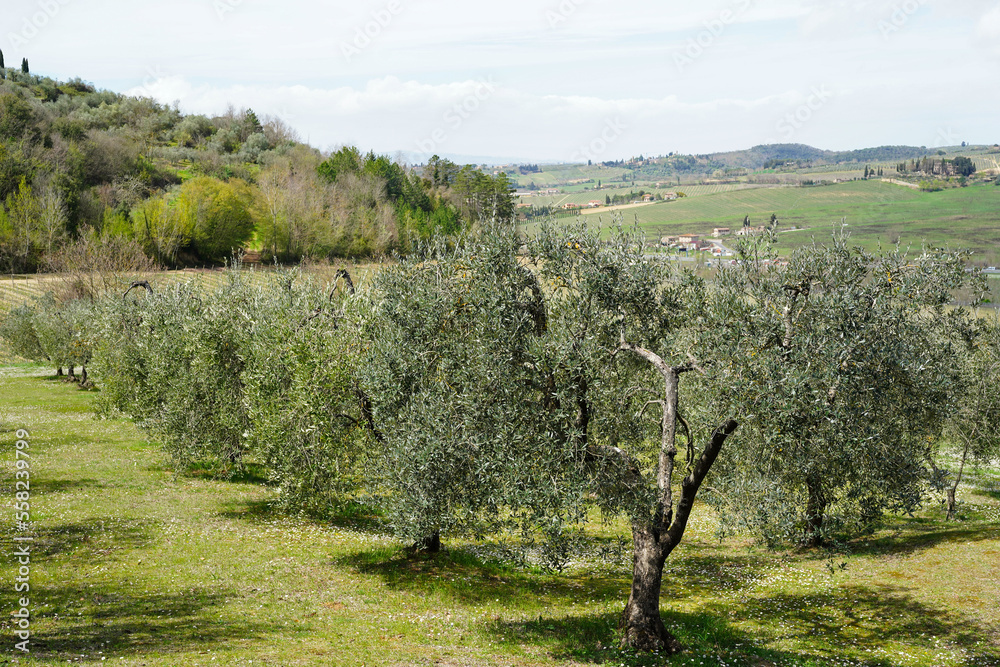 Typical Tuscan scenery with wineries, olive trees, and rolling hills Typical Tuscan scenery with wineries, olive trees, and rolling hills