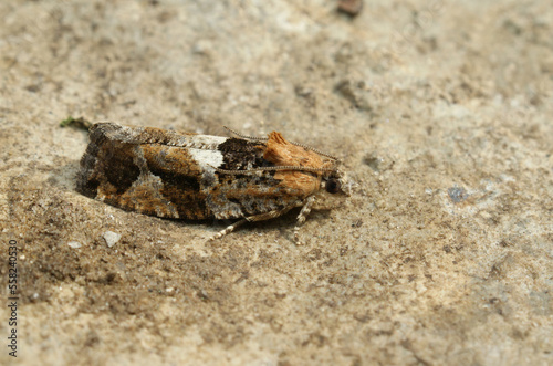 Closeup on the small diamond-back marble tortricid moth, Eudemis profundana, sitting on wood photo