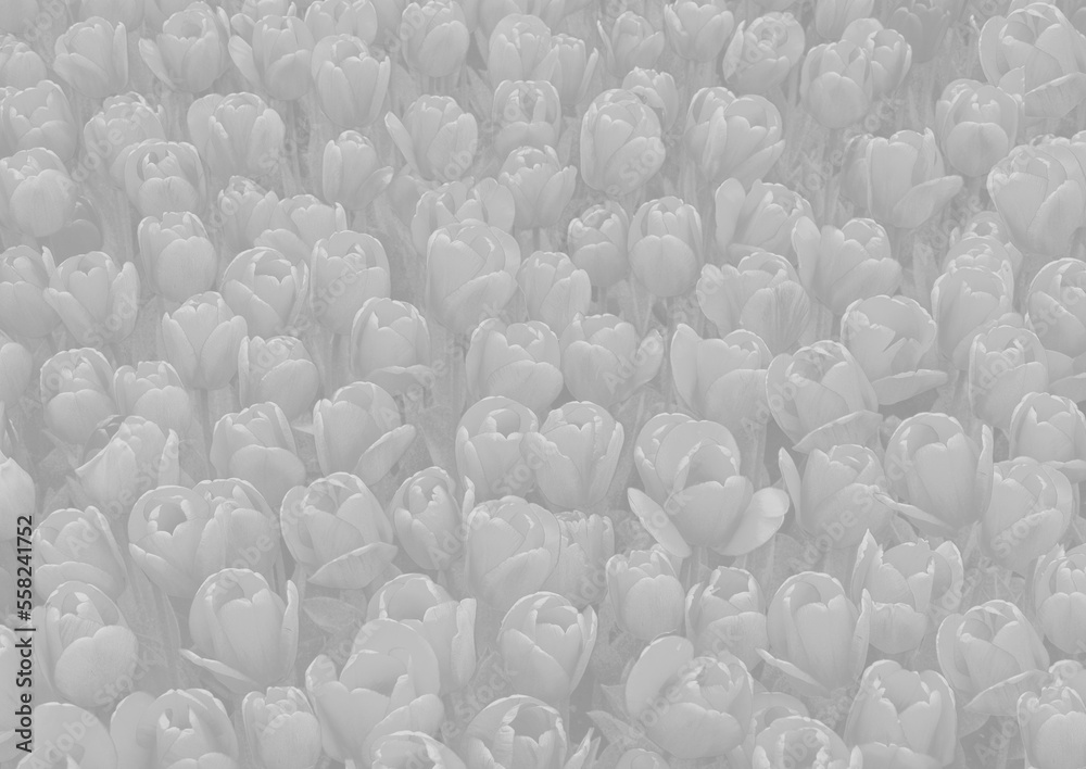Obraz premium Pale tulip flower background
