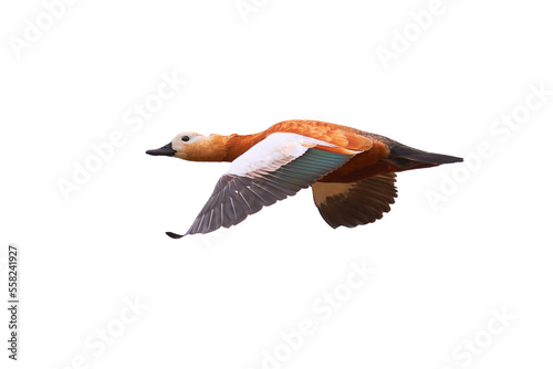 Ruddy shelduck isolated (Tadorna ferruginea). Beautiful bird in flight
