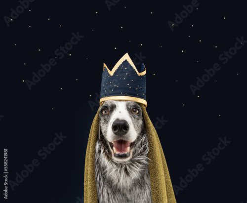 Fényképezés Border collie dog celebrating The Three Magi King of Orient, The Three Wise, Melchior, Caspar and Balthasar