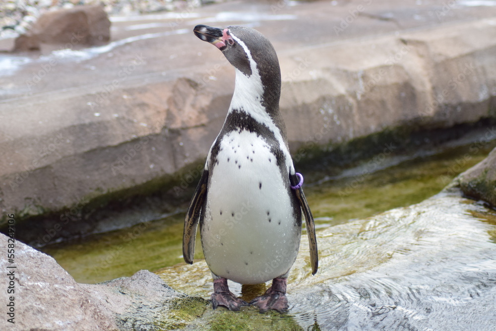 Naklejka premium Pinguin