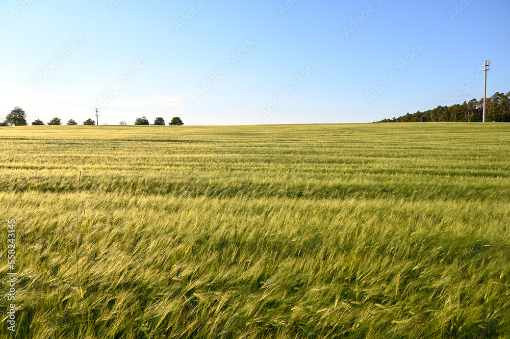 Wheat field in Germany in spring. Cereals. 