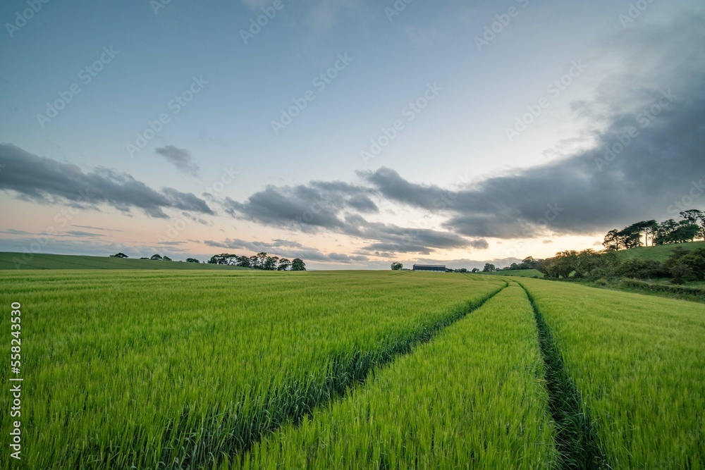 field of wheat in Scotland