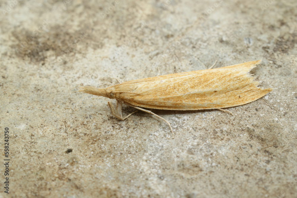 Obraz premium Closeup on a small yellow colored crambid moth, Donacaula forficella sitting on a stone