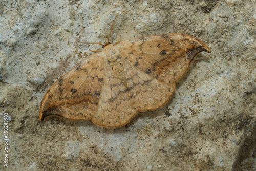 Closeup on a nocturnal pebble hook-tip moth Drepana falcataria sitting with spread wings