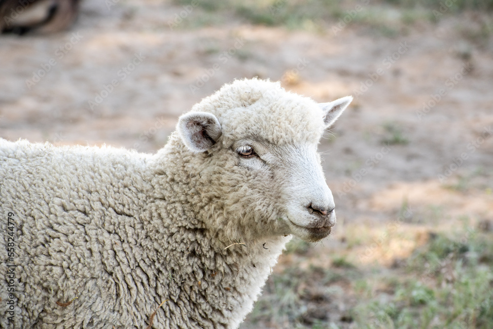 Closeup of the Head of White Lamb