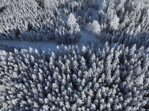 Winter forest from above