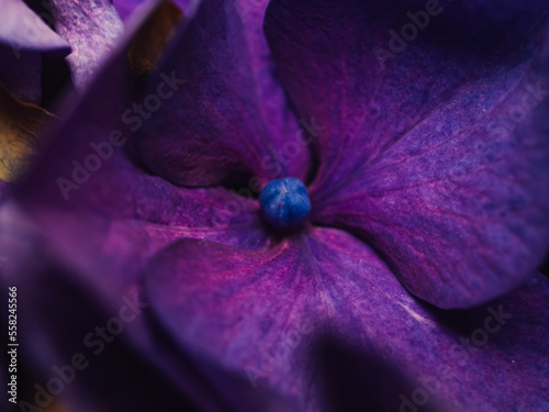 close up of a purple flower