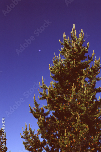 Moon over a spruce pine tree in Yellowstone Notional Park, Wyoming USA