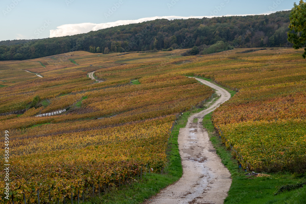 Colorful autuimn view on champagne vineyards in village Hautvillers near Epernay, Champange, France