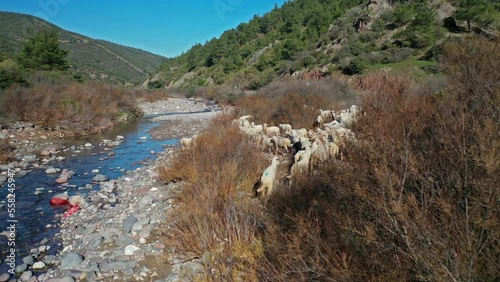 drone view of flock of sheep in the forest photo