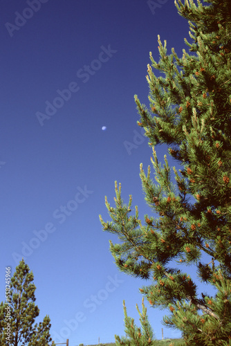 Moon over a spruce pine tree in Yellowstone Notional Park, Wyoming USA