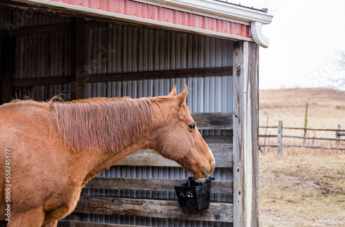 A wet, chestnut Thoroughbred gelding looking out of a run-in shed at the rain in the winter.
