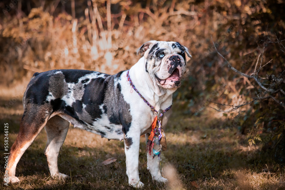 College Station, Texas, United States - A dog posing for the camera in a forest of trees. College Station, Texas, United States - A dog posing for the camera in a forest of trees.