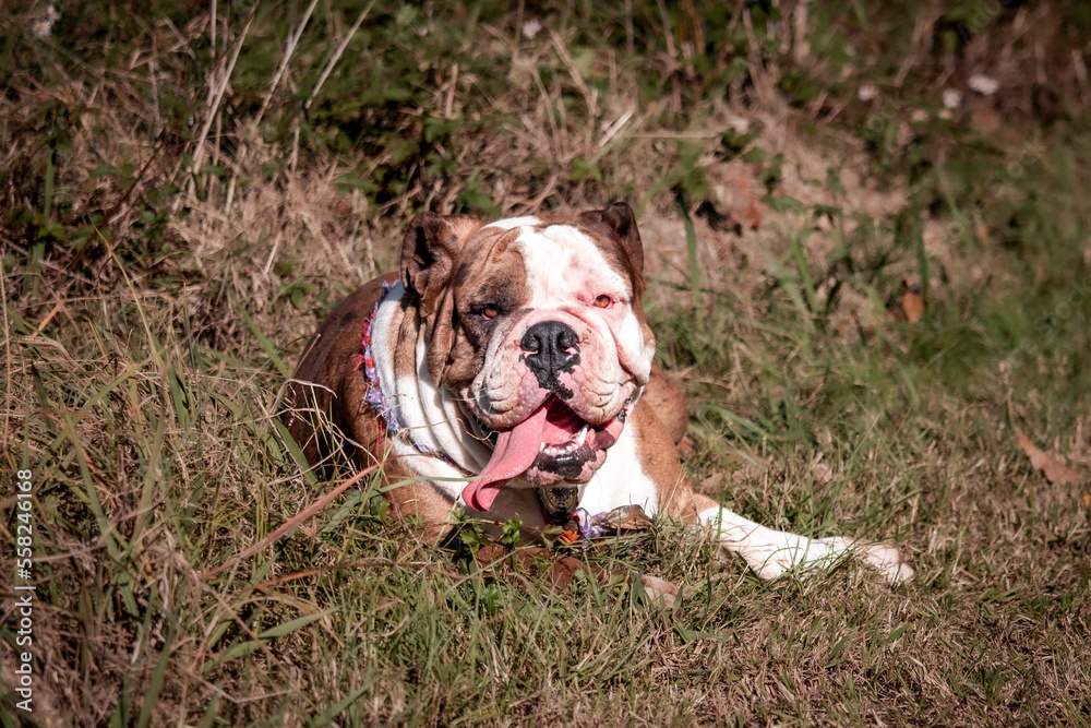 College Station, Texas, United States - A dog posing for the camera in a forest of trees. College Station, Texas, United States - A dog posing for the camera in a forest of trees.
