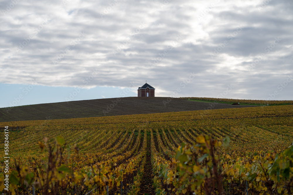 Colorful autumn landscape with yellow grand cru vineyards near Epernay, region Champagne, France. Cultivation of white chardonnay wine grape on chalky soils of Cote des Blancs.