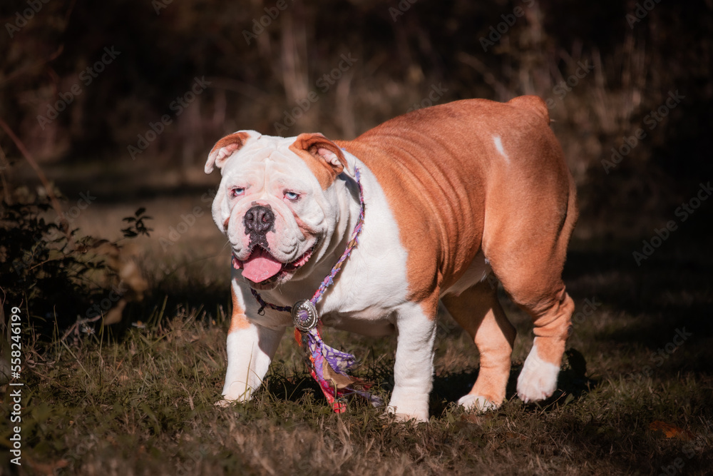 College Station, Texas, United States - A dog posing for the camera in a forest of trees. College Station, Texas, United States - A dog posing for the camera in a forest of trees.