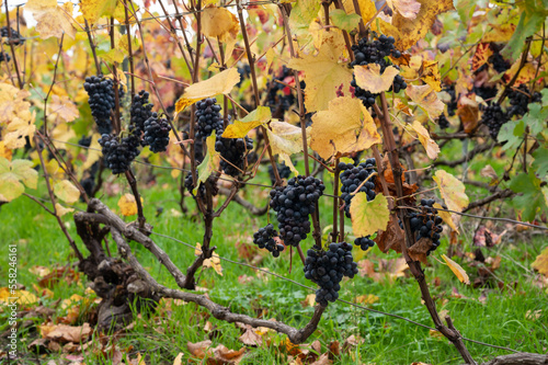 Colorful leaves and ripe clusters of pinot meunier grapes at autuimn on champagne vineyards in village Hautvillers near Epernay, Champange, France photo