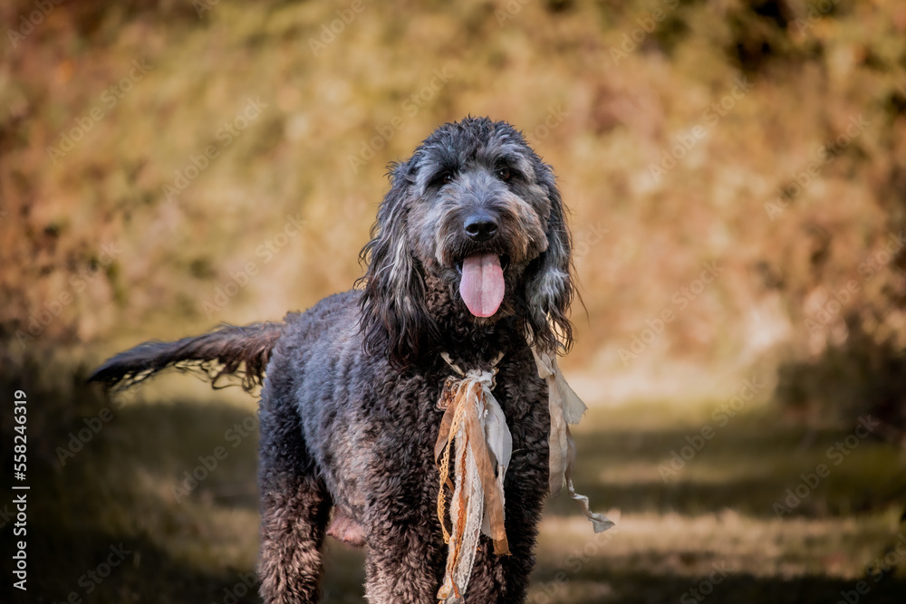 College Station, Texas, United States - A dog posing for the camera in a forest of trees. College Station, Texas, United States - A dog posing for the camera in a forest of trees.