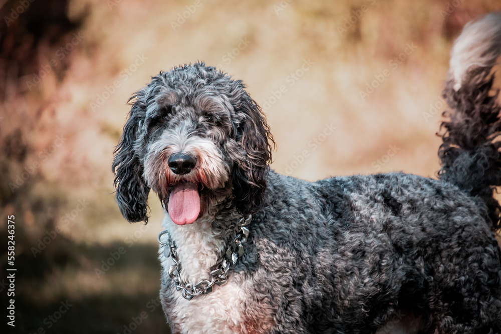 College Station, Texas, United States - A dog posing for the camera in a forest of trees. College Station, Texas, United States - A dog posing for the camera in a forest of trees.
