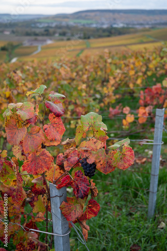 Ripe clusters of pinot meunier grapes in autuimn on champagne vineyards in village Hautvillers near Epernay, Champange, France photo