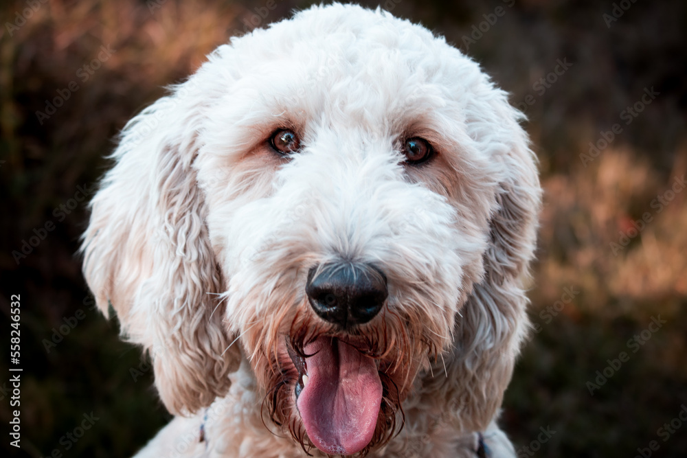 College Station, Texas, United States - A dog posing for the camera in a forest of trees. College Station, Texas, United States - A dog posing for the camera in a forest of trees.