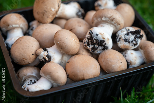 High quality organic brown champignon mushrooms growing in caves close up