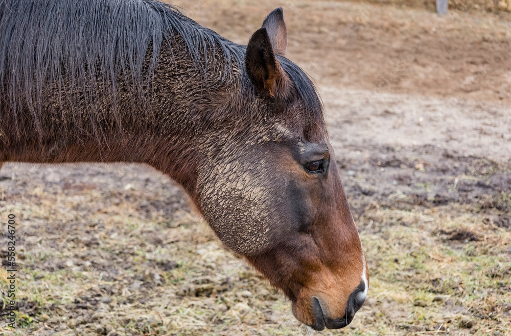 Fototapeta premium Head of a muddy Thoroughbred horse in a muddy pasture.