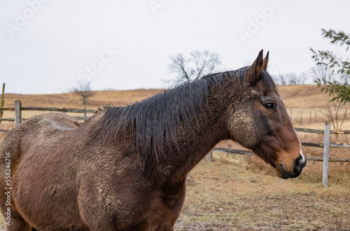 Close-up of a muddy Thoroughbred horse in the winter standing in a pasture. © Margaret Burlingham