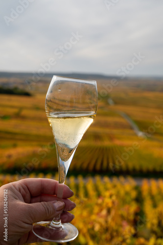Tasting of white brut champagne wine outdoor with view on colorful autumn pinot noir grand cru vineyards of famous champagne houses in Montagne de Reims near Verzenay  Champagne  France