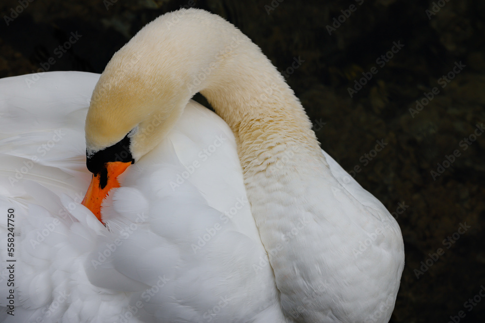 Obraz premium Foto de naturaleza y fauna a un cisne